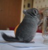 спинка 23 дня