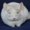 Мимас