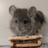 Михаэль Фон Барс