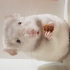 Оша