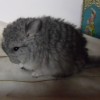 Вульф