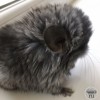 Жасмин