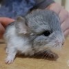 Хлоя