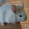 Адам