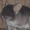 Карат