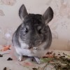 Мия