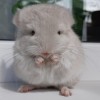 Кукла