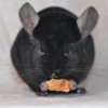 Эраст НР или рекс