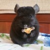 Марго