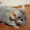 пастель