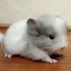 вильсон