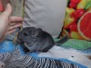 1,5 мес