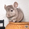 ВЕРСАЛ Шарлиз