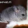 Мичел