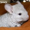 Лучано