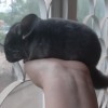 Рафаэль