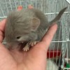Серенький