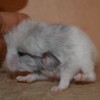 Миникупер