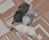 новорожденные