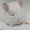 Кокосик