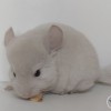 Маркиз