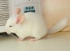 3,5 мес