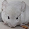 Иголочка