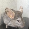 Элоиза