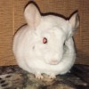 Камилла
