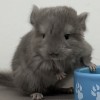 Мико