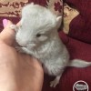 Ральф