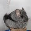 Лакомка