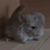 Фунтик