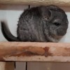 клара