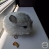 Сем 