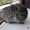 Сима