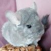 Далилла НР НА