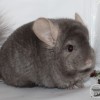 Микаэлла