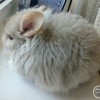 Аиша
