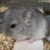 Касатик