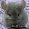 Жюлли