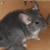 Хонор
