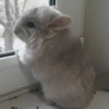 Альфа
