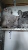 Снимок в темноте без вспышки