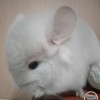 Альма
