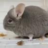 Пастила