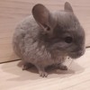 Вильям