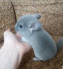 Василек