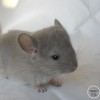 Мицуко