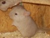 https://berglandchinchillas.hpage.com